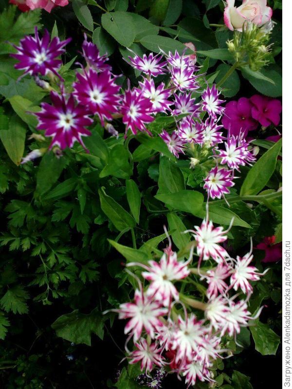 Флокс однолетний.