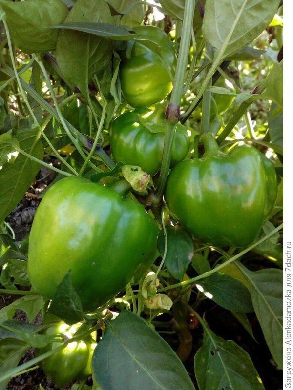 Перец сладкий"Очаровашка".