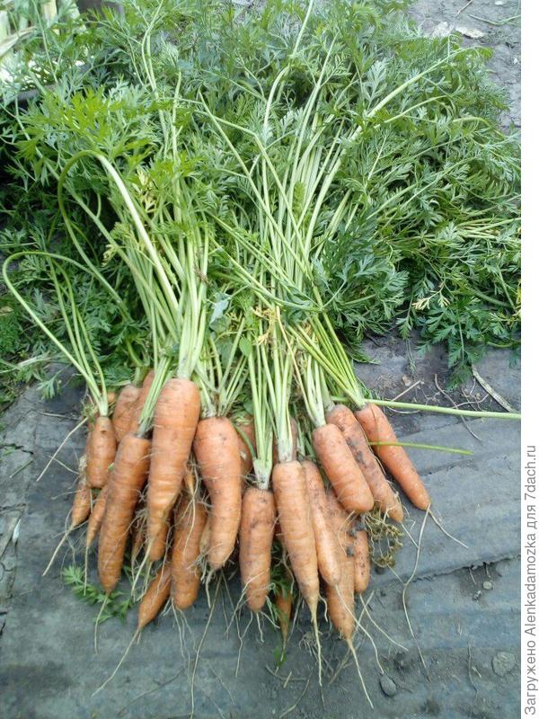 Морковь"Сентябрина".
