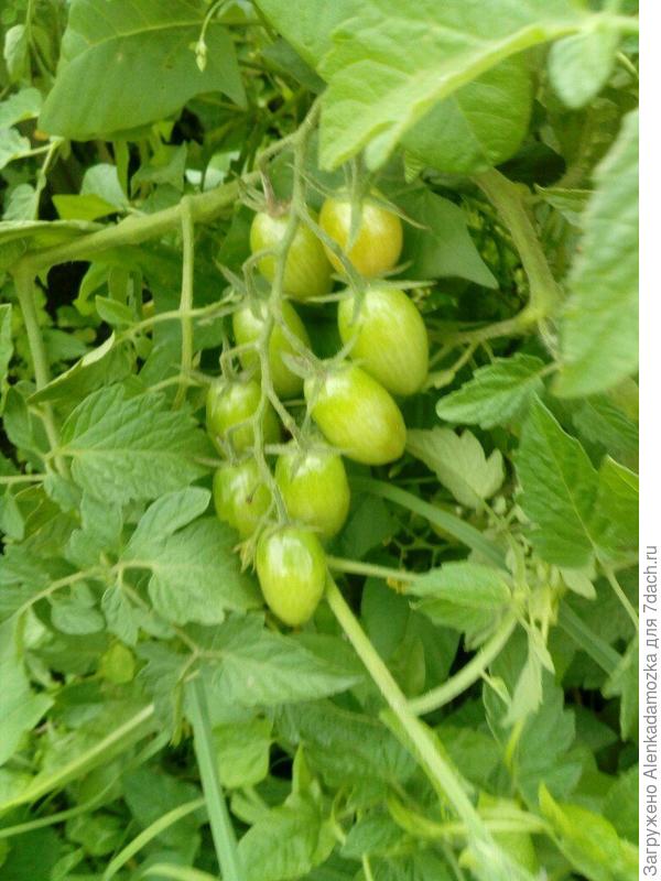 Помидоры"Спрут Сливка".