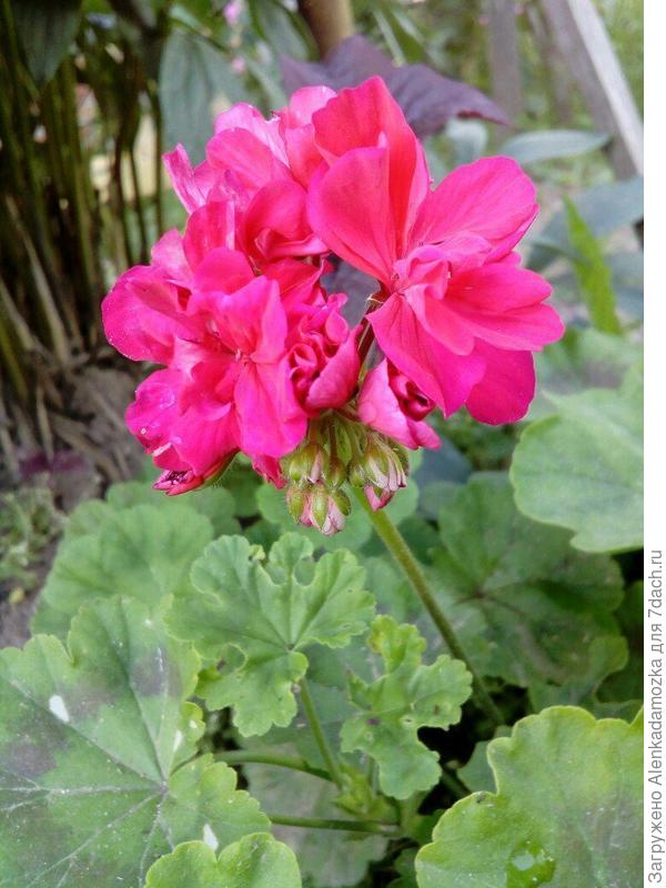 Пеларгония(герань).