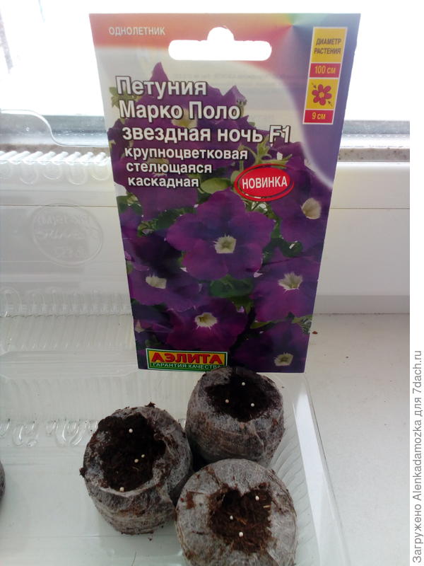 В 2 таблетки для рассады положила по 3 драже,а в одну 4 драже.