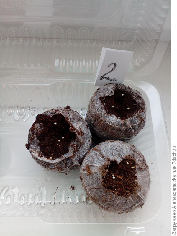 Пронумеровала сорт и записала в тетрадку.