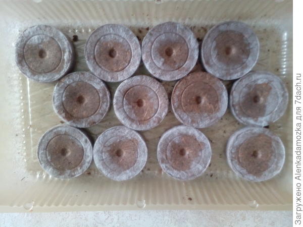 Положила таблетки для рассады в контейнер.