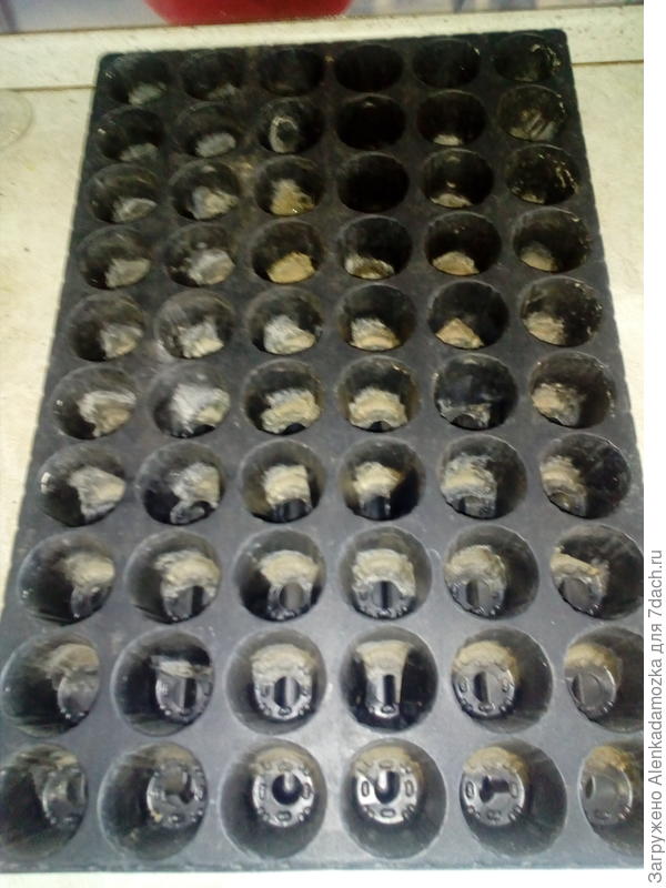 В этот контейнер пересадила я рассаду,перед этим хорошо промыла.