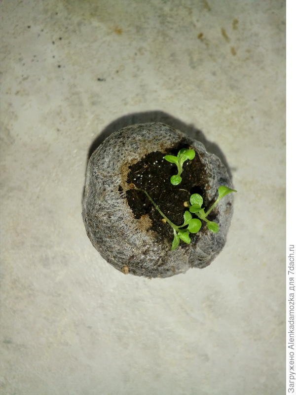 Рассада петуний.