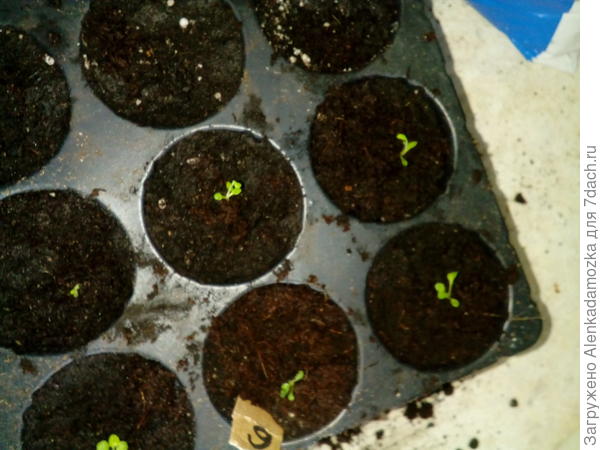 Из 10 драже выросло пока 7 штук,буду дальше наблюдать.Расти будут на южном окне,без досвечивания.