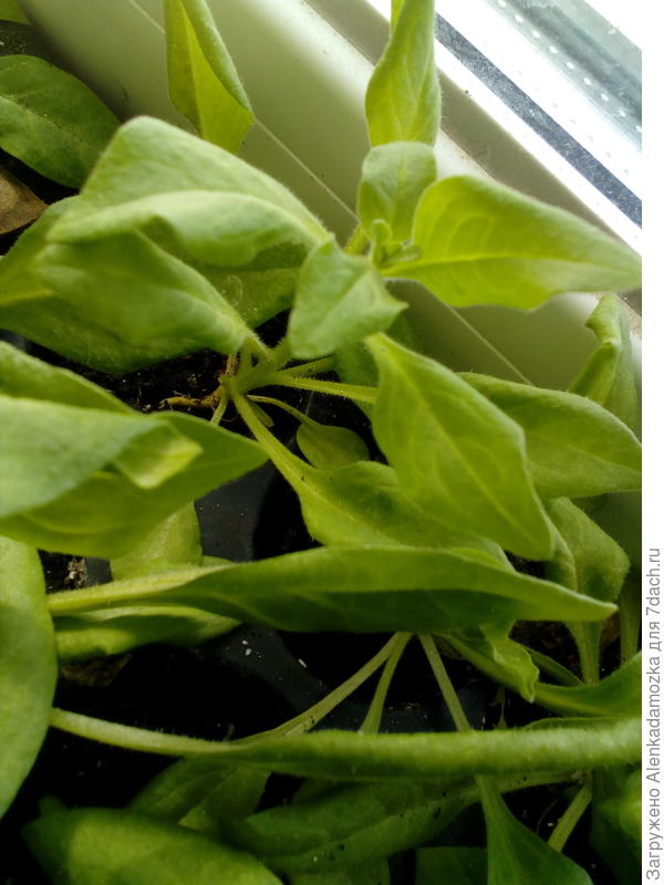 Растем понемножку.Из 6 шт. осталось 5.