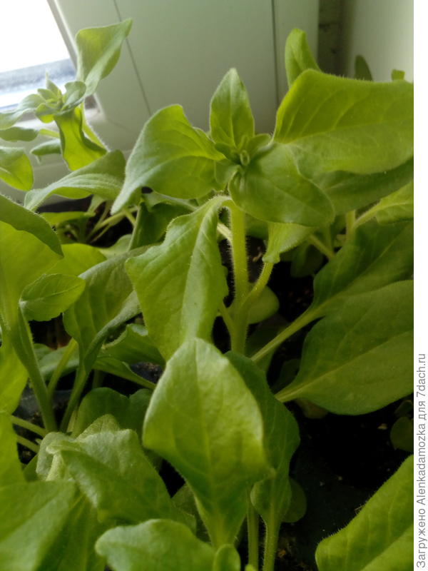 Скоро будут цветочки. Из 8 шт.  также 8 шт осталось.