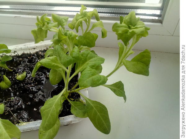 Скоро будут цветочки.Прищипку не делала,т.к. сорт каскадный.Из 7 шт. также осталось 7 шт.