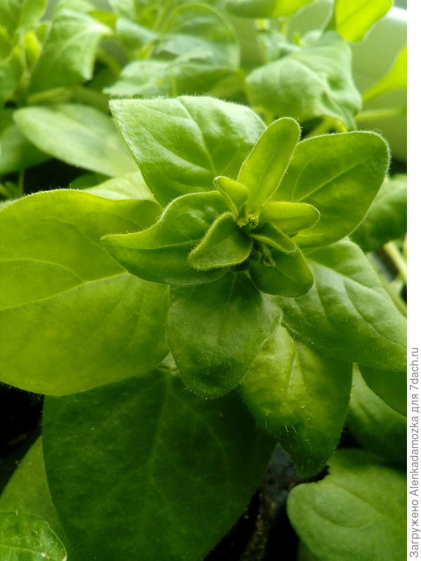 Скоро будут цветочки.Прищипку не делала,т.к. сорт каскадный.Из 6 шт. осталось 3 шт.