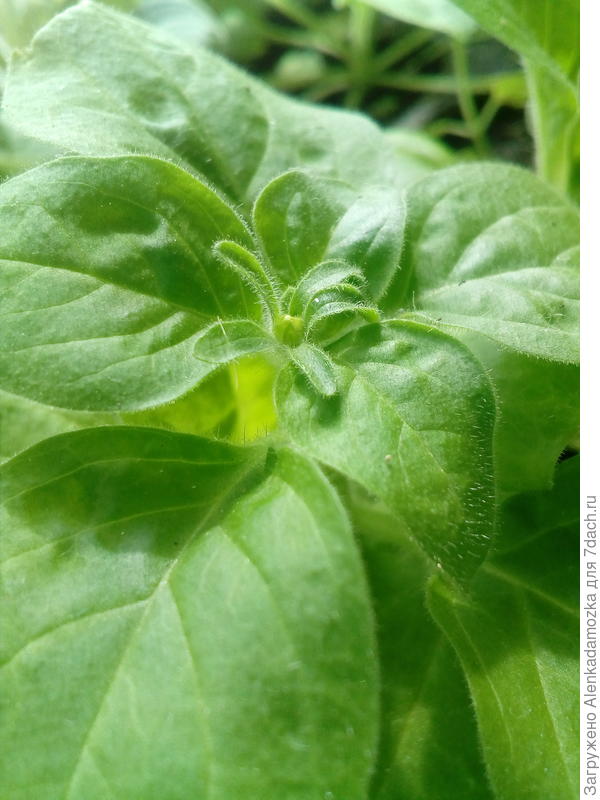 Скоро будут цветочки.