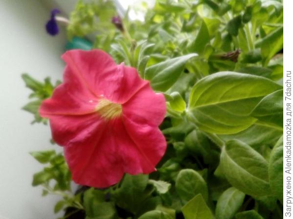 Сегодня цветочек распустился.