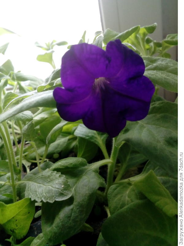 Сегодня расцвела "Татьяна F1". Хотелось с белой каймой, мне понравился и такой.Красивый!!!