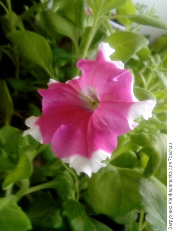 Сегодня расцвёл.