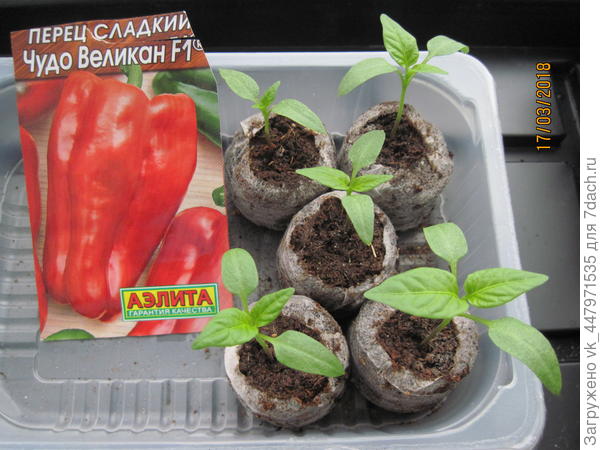 Рассада в таблетках