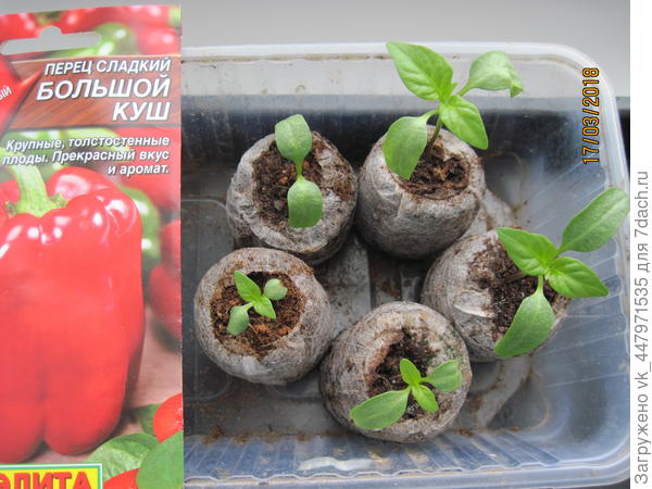 Рассада в таблетках