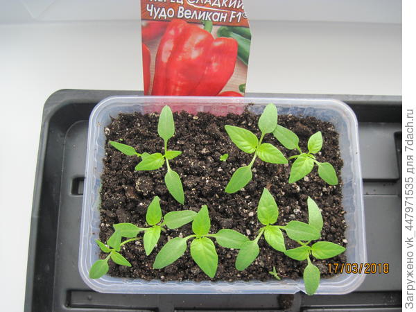 Рассада в грунте