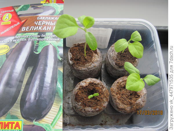 Рассада баклажана в таблетках.
