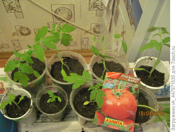 Рассада после пикировки.
