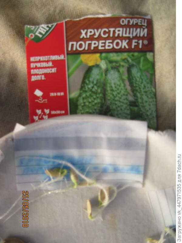 Первые корешки.