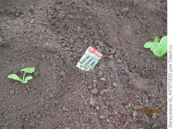 Высыженая рассада.