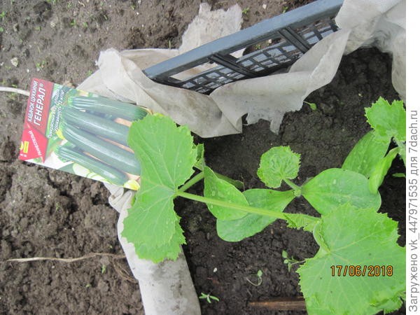 Рассада готовая к пересадке.