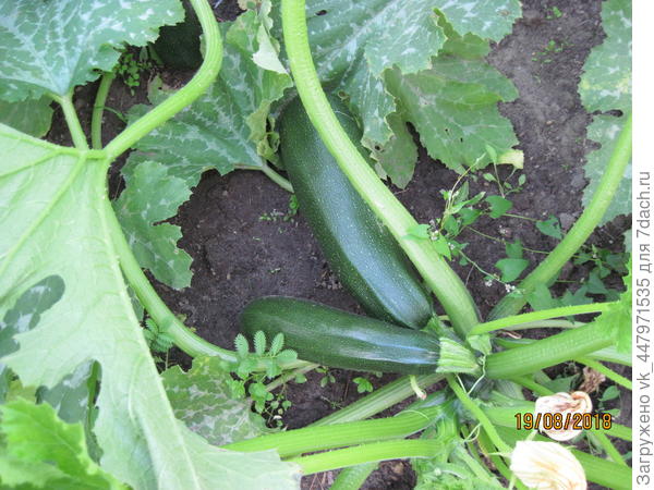 Куст кабачка