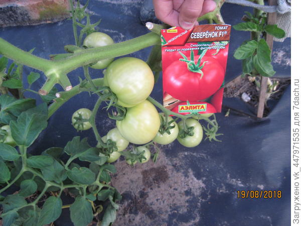 куст формировала в два стебля