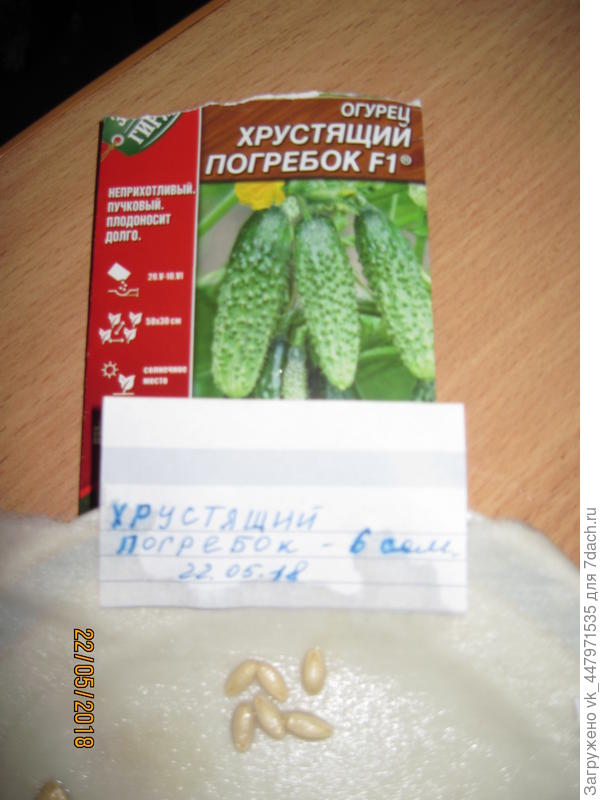 Хрустящий погребок