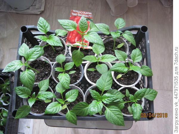 Через две недели после пикировки перца