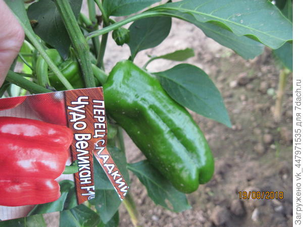 Плодоношение