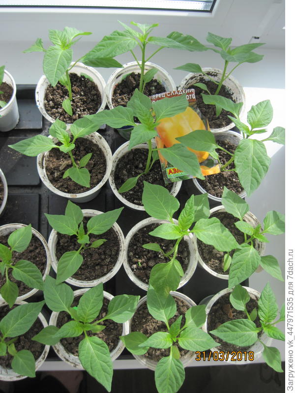 Пикировка перца