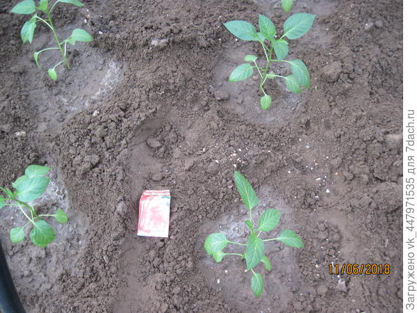 Пересадила в грунт