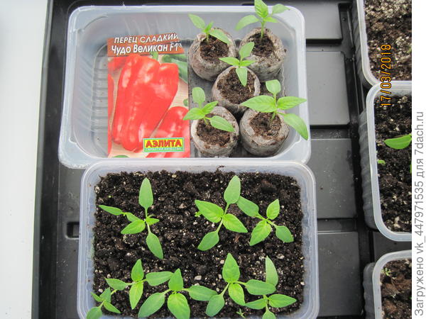 настоящие листочки