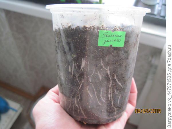 корневая система