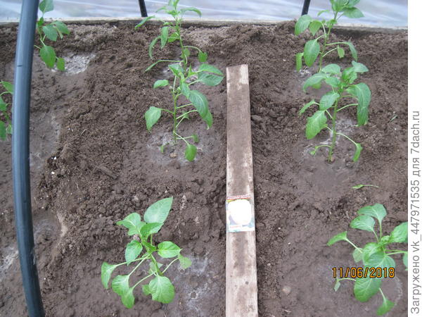 Пересадила в грунт