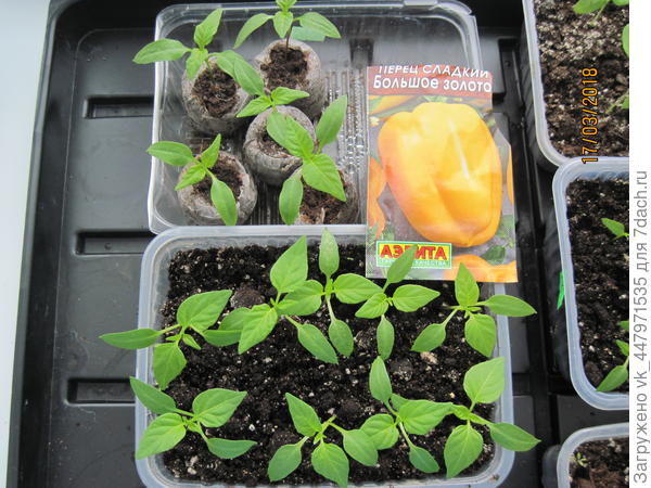 Настоящие листочки