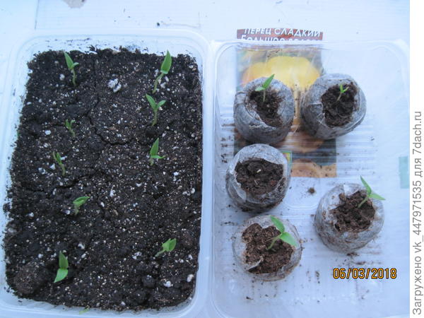 Первые всходы