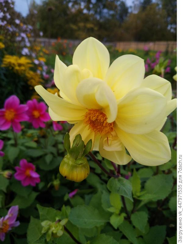 однолетние георгины.