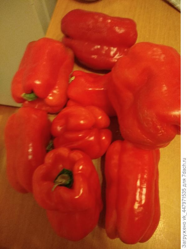мои перцы ( фото сделано 30.09.2019г)