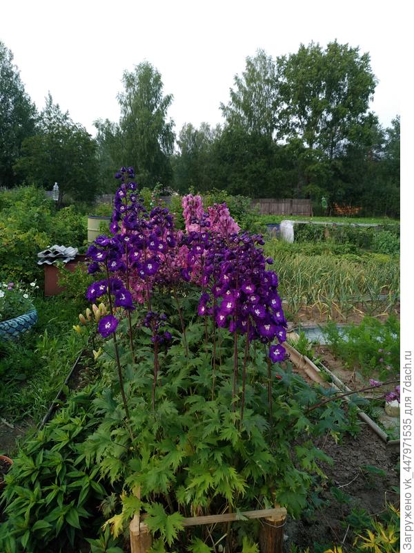 дельфиниум
