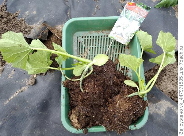 патиссоны перед посадкай в грунт