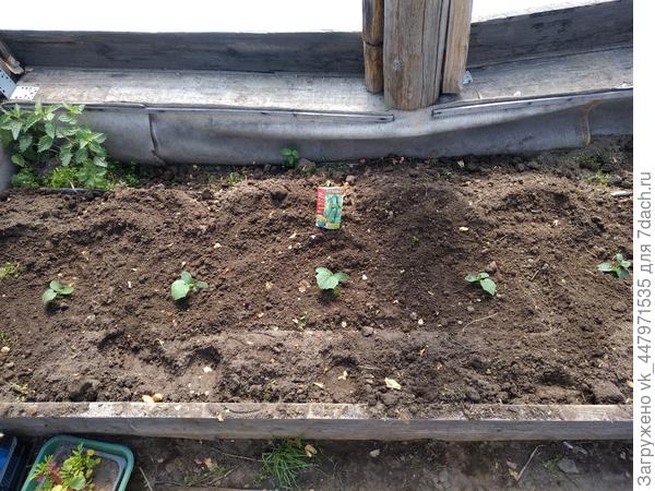 каждое огурецик занял свое место.