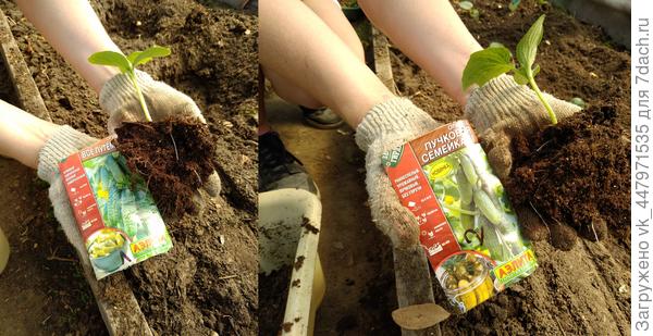 корневая система