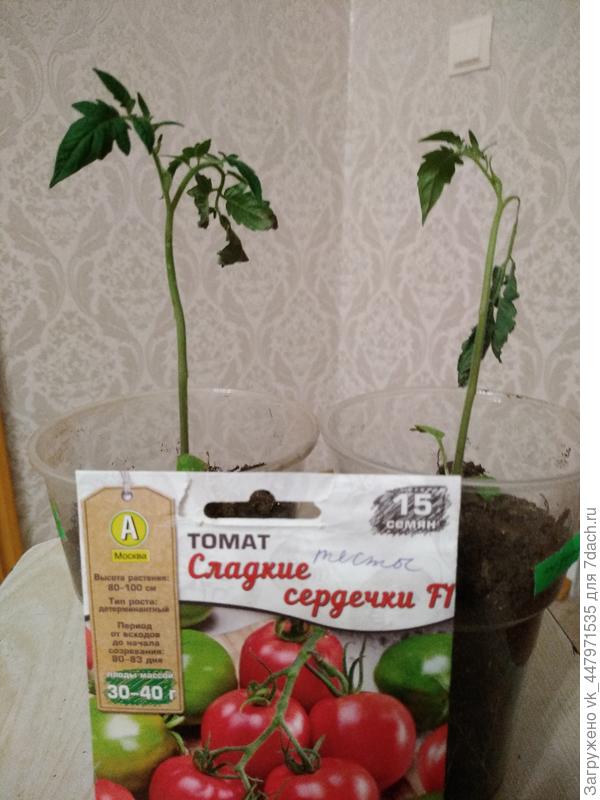 Кустики проблемные