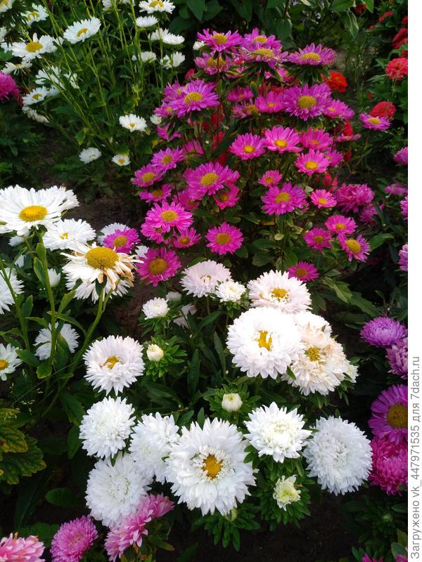 астра  сорт "День города"