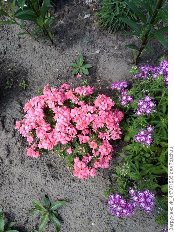 Флок "Промис махровый"(подарок от фирмы Аэлита)