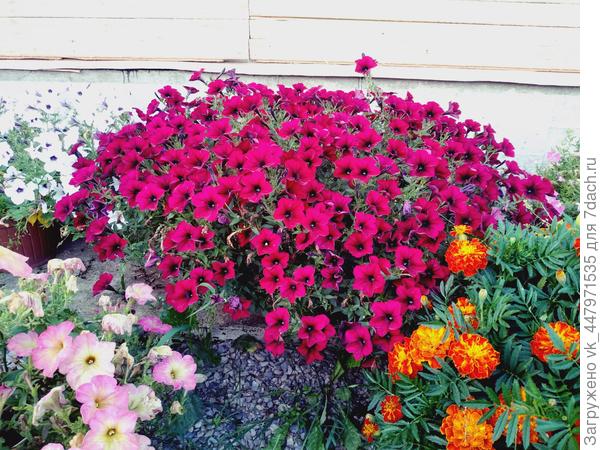 Тайдал Вейв