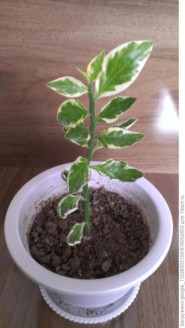 Здраствуйте, пожалуйста помогите с названиями и видами этих растений.